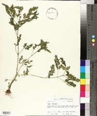 Bidens bipinnata image