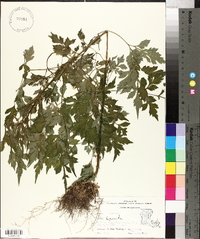 Bidens bipinnata image