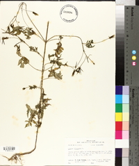 Bidens bipinnata image