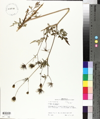 Bidens bipinnata image