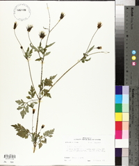 Bidens bipinnata image