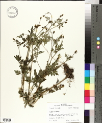 Bidens bipinnata image