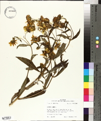 Bidens laevis image