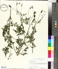 Bidens bipinnata image