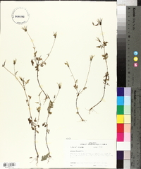 Bidens bipinnata image