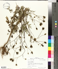 Bidens bipinnata image