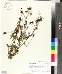 Bidens bipinnata image