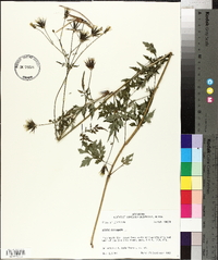 Bidens bipinnata image