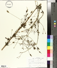 Bidens bipinnata image