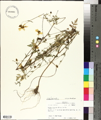 Bidens bipinnata image