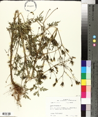 Bidens bipinnata image