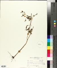 Bidens discoidea image