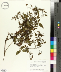 Bidens discoidea image