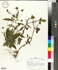 Bidens discoidea image