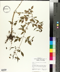 Bidens discoidea image