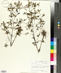 Bidens discoidea image