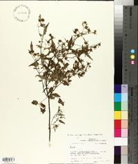 Bidens discoidea image