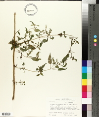 Bidens discoidea image