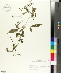 Bidens discoidea image