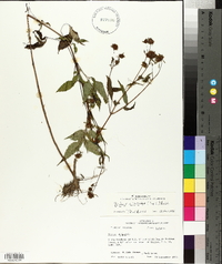 Bidens discoidea image