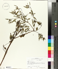 Bidens discoidea image