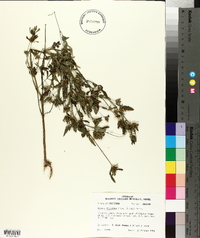 Bidens discoidea image