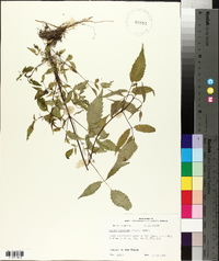 Bidens discoidea image