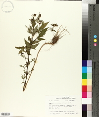 Bidens discoidea image