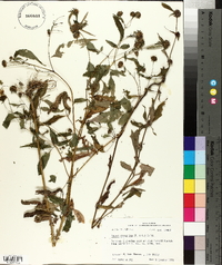 Bidens discoidea image