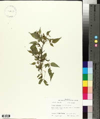 Bidens discoidea image