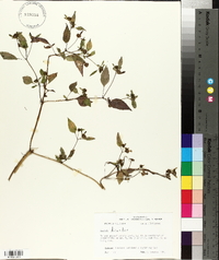 Bidens discoidea image