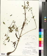 Bidens discoidea image