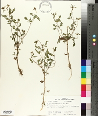 Bidens discoidea image