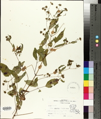 Bidens discoidea image