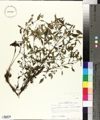 Bidens discoidea image