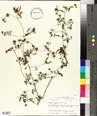 Bidens discoidea image