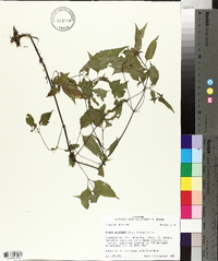 Bidens discoidea image