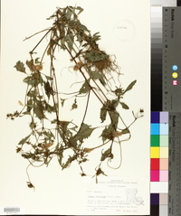 Bidens discoidea image