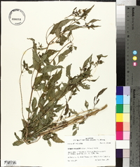 Bidens discoidea image