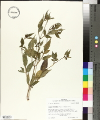 Bidens discoidea image