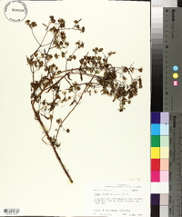 Bidens discoidea image