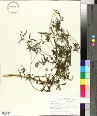 Bidens discoidea image