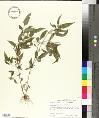 Bidens discoidea image