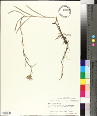 Aster hemisphericus image