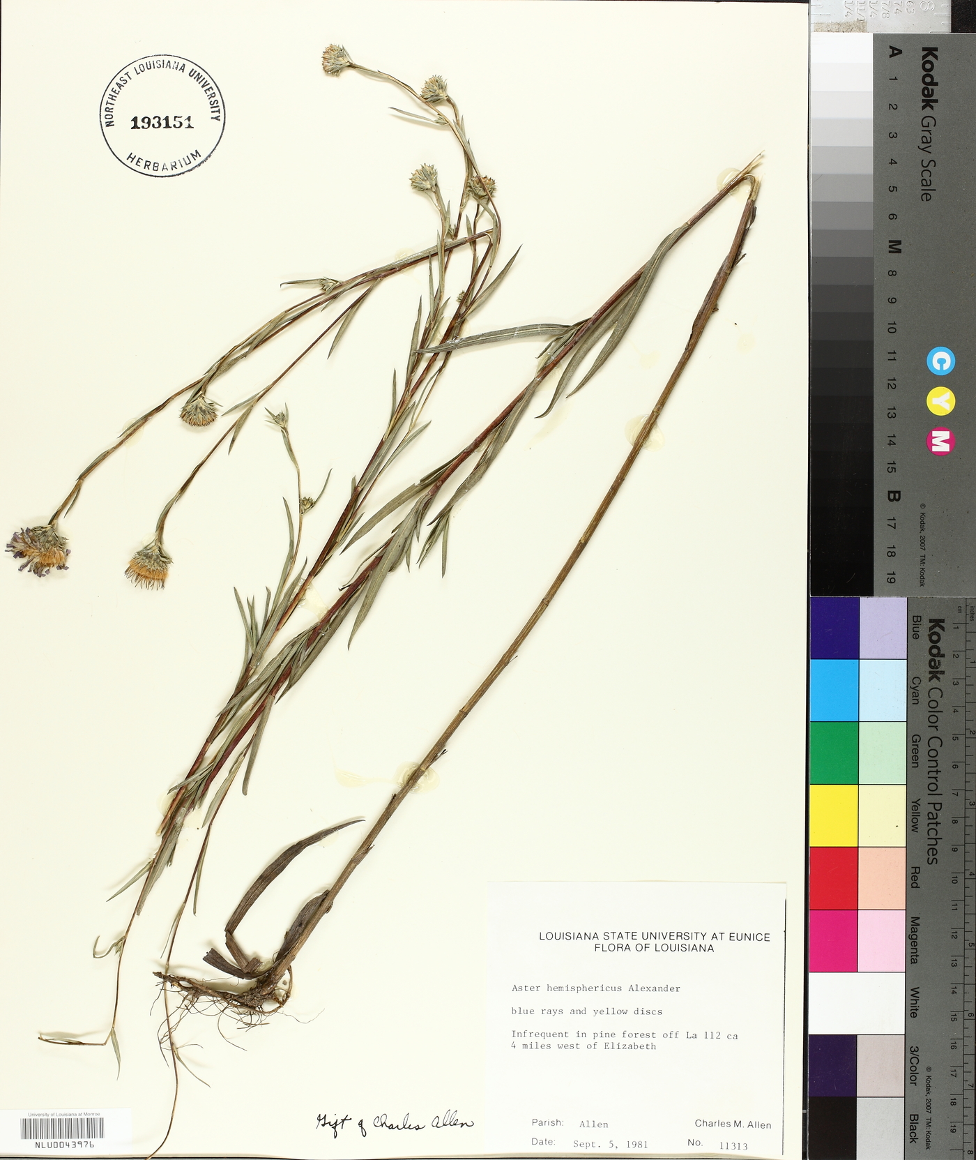 Aster hemisphericus image