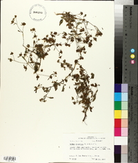 Bidens discoidea image