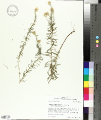 Ionactis linariifolia image