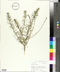 Ionactis linariifolia image