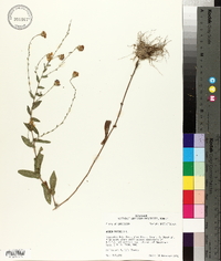 Symphyotrichum patens image