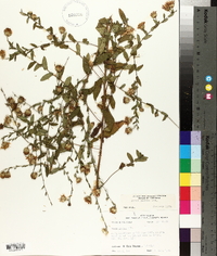 Symphyotrichum patens image